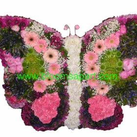 fwthumbButterfly Pink - DSC08912.jpg